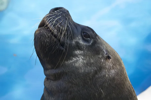 Close up of beautiful sea lion — Stock Photo, Image