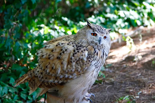 Stunning white owl brown eyes — Stock Photo, Image