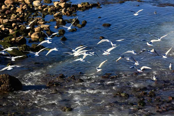 Impresionante grupo de gaviotas en las rocas en la orilla del mar —  Fotos de Stock
