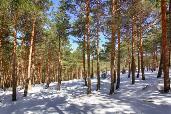 Сосновые леса в горах с большим количеством снега — стоковое фото