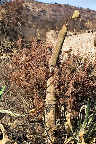 火の後で、ブッシュの植物 — ストック写真