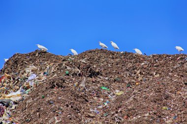 çöp büyük bir dağ üzerinde birçok martılar