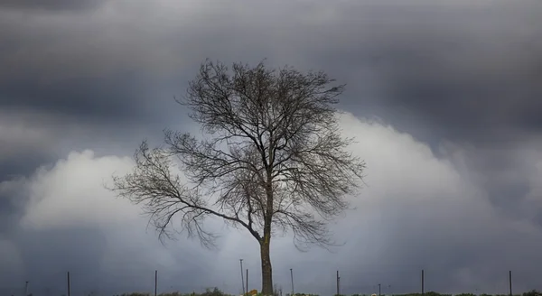 Драматичное одинокое дерево в поле во время грозы — стоковое фото