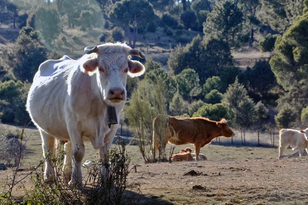 放牧牛のフィールドでバスク — ストック写真