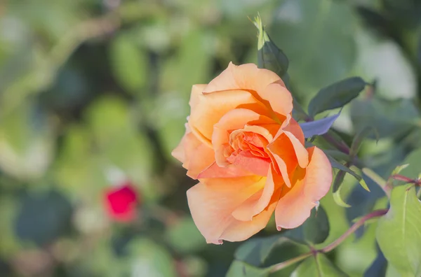Piękne żółte róże w ogrodzie — Zdjęcie stockowe