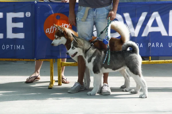 MADRID ESPAÑA, 21 DE JULIO DE 2013: Exposición del campeonato nacional — Foto de Stock