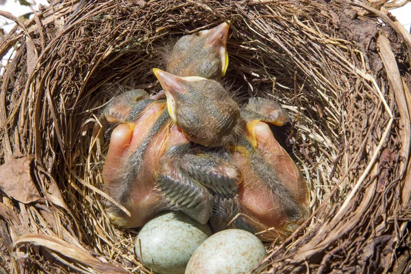 Kleine merels leggen het ei in het nest. — Stockfoto