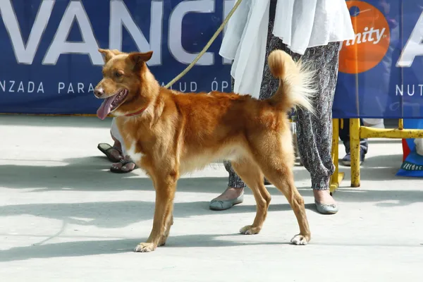 MADRID SPAIN, 21 JULY 2013: Exhibition of national championship — Stock Photo, Image