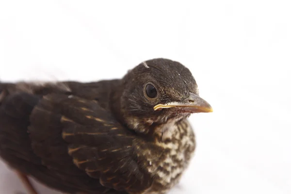 Маленький Blackbird 1 неделя жизни — стоковое фото