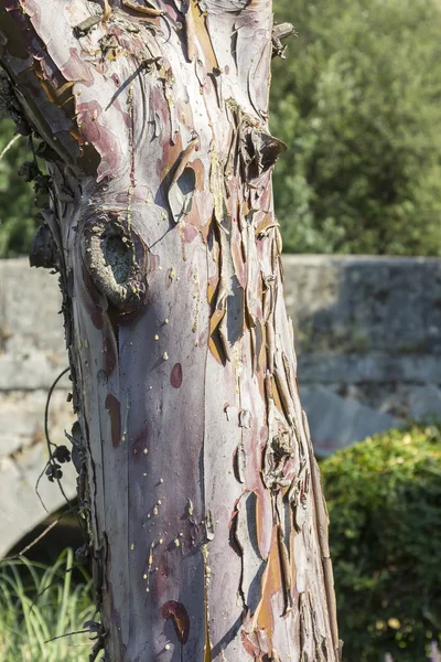 Ağaç kabuğu ince dilimler halinde katmanları ile ağaç gövdesi — Stok fotoğraf