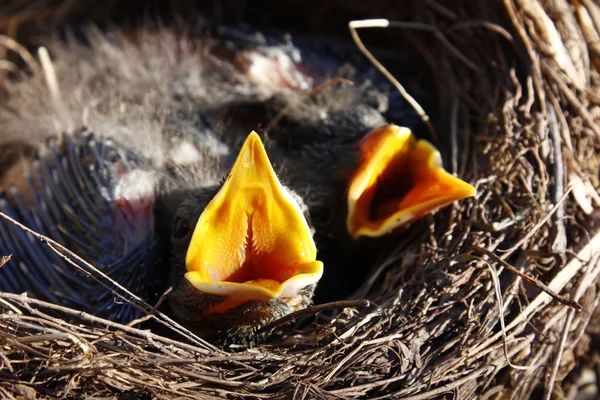 Kleine Amseln lassen das Ei einfach im Nest — Stockfoto