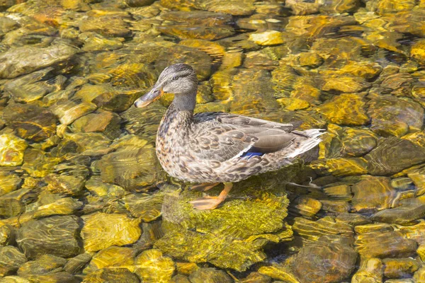 Anatra nuotare in acque cristalline — Foto Stock