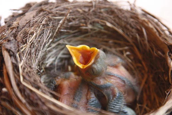 Małe Blackbirds po prostu zostawić jajko w gnieździe — Zdjęcie stockowe