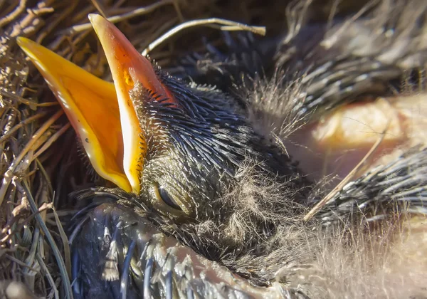 Pequenos Blackbirds apenas deixar o ovo no ninho — Fotografia de Stock