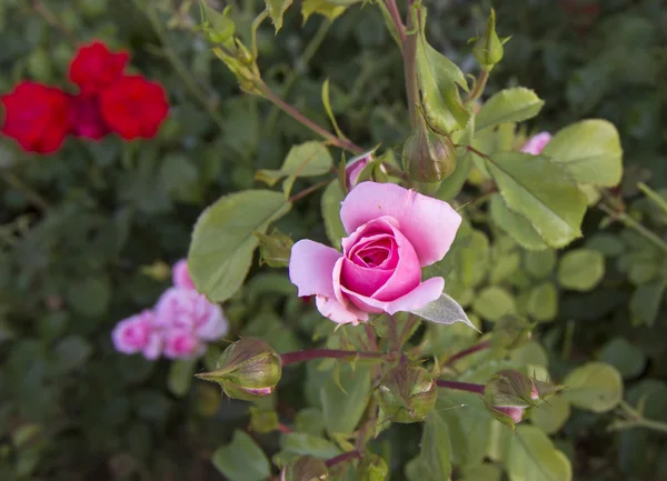 Mooie roze rozen in de tuin — Stockfoto