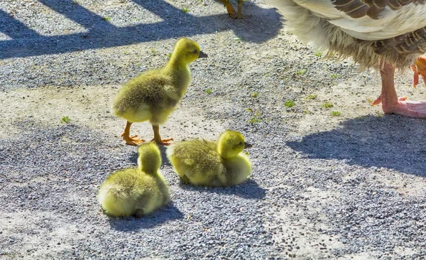 Yellow ducklings with her mother — Stock Photo, Image