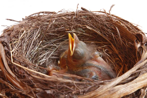 Pequenos Blackbirds apenas deixar o ovo no ninho — Fotografia de Stock