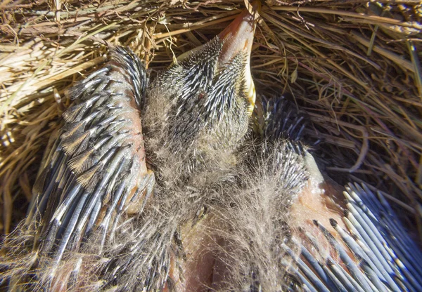 Pequenos Blackbirds apenas deixar o ovo no ninho — Fotografia de Stock