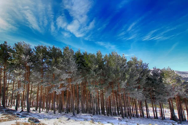 Bosques de pinos en las montañas con mucha nieve —  Fotos de Stock