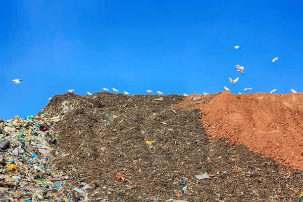 Många måsar på ett stort berg av skräp — Stockfoto