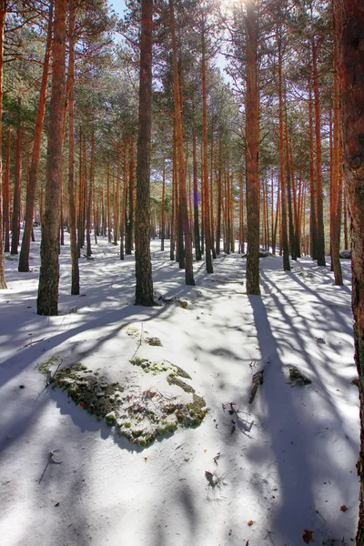 Dennenbossen in de bergen met veel sneeuw — Stockfoto