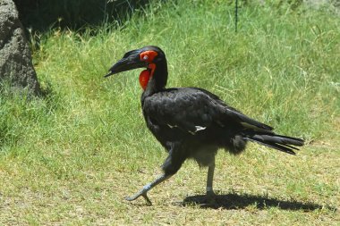 Güney kara Kartallar