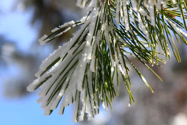 上記美しい氷の松の枝 — ストック写真