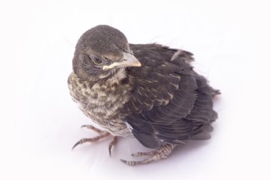 küçük Kara Kuş 1 hafta yaşam