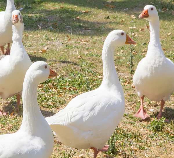 Family of geese walking around a park — Stock Photo, Image