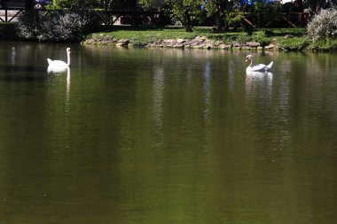 iki beyaz kuğular sakin gölet üzerinde