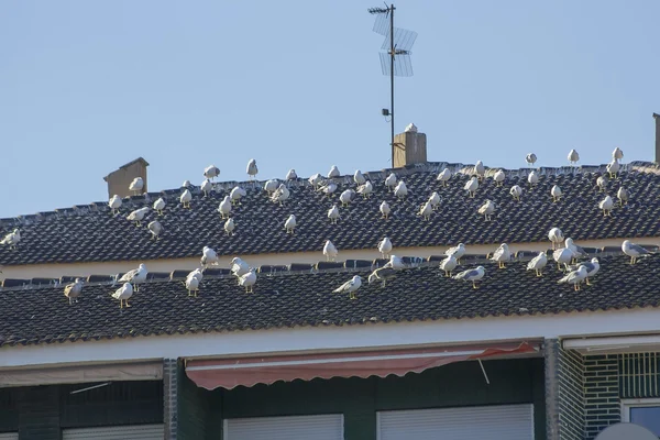 Meeuwen Pensions op een dak — Stockfoto