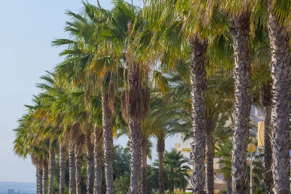 Mooie rij van palmbomen onder een blauwe lucht — Stockfoto