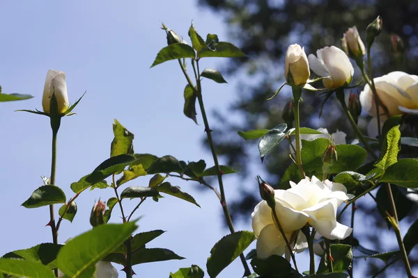 Belles roses blanches dans le jardin — Photo