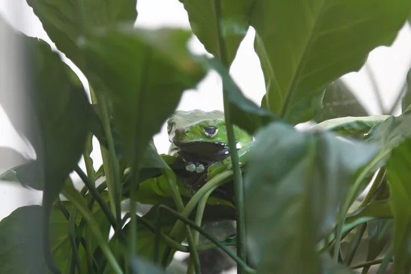Zielona żaba zakamuflowany wśród liści — Zdjęcie stockowe