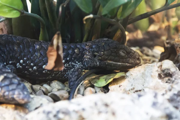 Kertenkele iki başlı skink — Stok fotoğraf