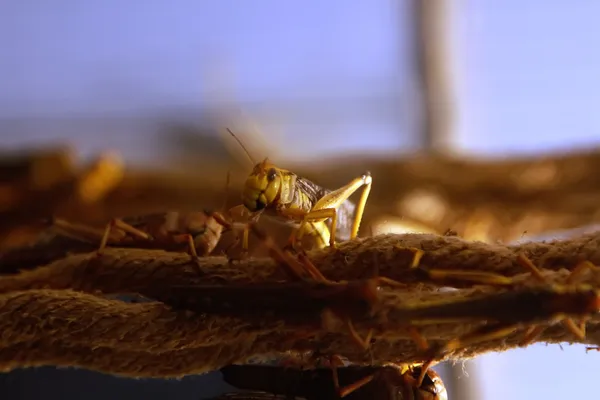 Grasshopper farm — Stock Photo, Image