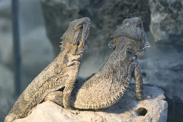 Bearded dragon ödla — Stockfoto