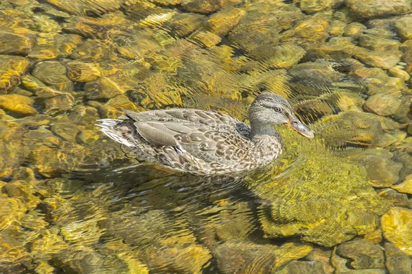 Pato nadando em águas cristalinas — Fotografia de Stock