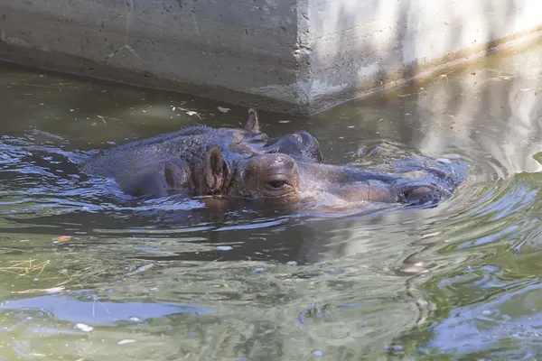 Svävande hippo i vattnet — Stockfoto