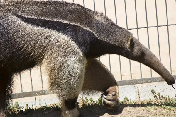 Walking anteater — Stock Photo, Image