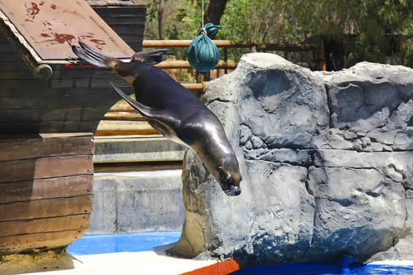 Sjölejon som hoppar i vattnet från höjd — Stockfoto