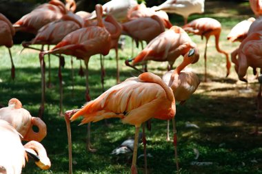 flamingolar yeşil zemin üzerine
