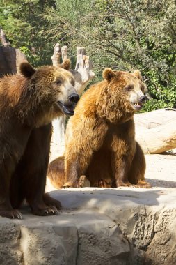 iki grizzlies oturma seyir