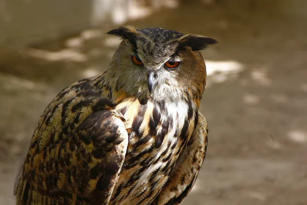 Большие карие глаза совы — стоковое фото