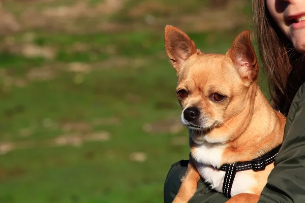 Bello chihuahua felice tra le braccia di una giovane donna — Foto Stock