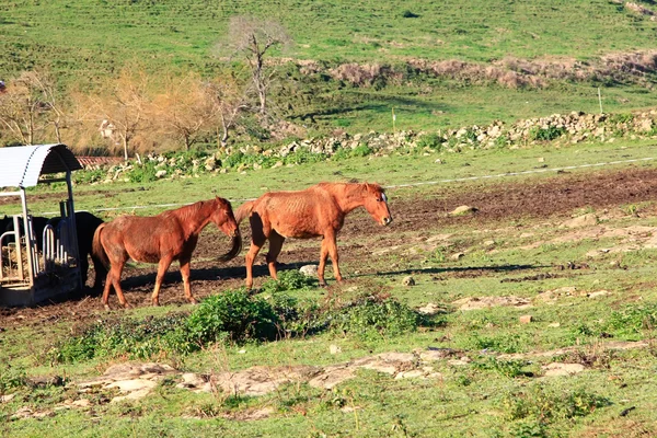 Groep van paarden eten in een overdekte feeder — Stockfoto