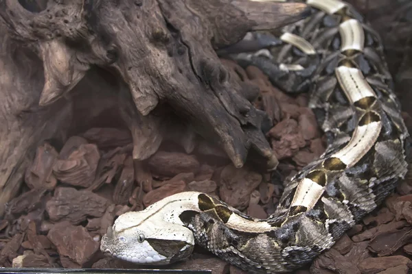 Viper gabon węża — Zdjęcie stockowe