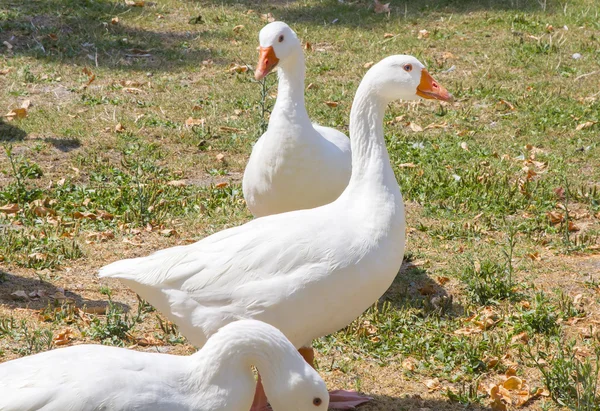 Family of geese walking around a park — Stock Photo, Image