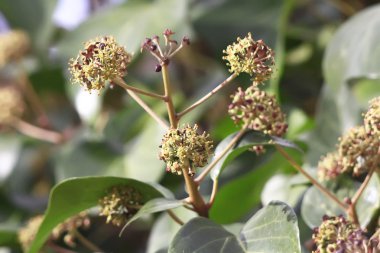 Ivy'de bahar tohumları