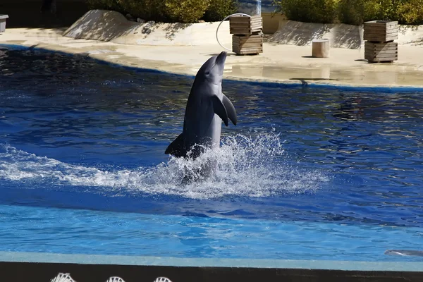 Delfines nadando fuera del agua moviendo la cola —  Fotos de Stock